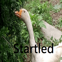 Surprised white goose