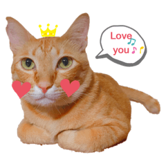 jay  cat