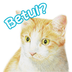 Colored pencil Cat sticker(ID)