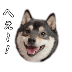 shibainu daize