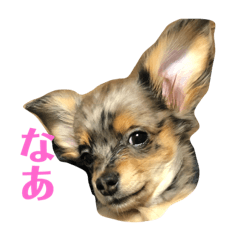 kota_2020042320191204