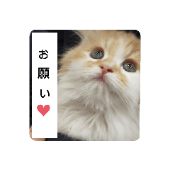 mimi_20200424000035