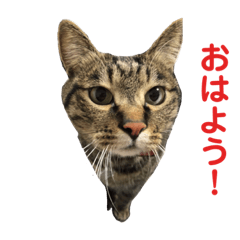 フルート&チェロ【猫界の革命児】