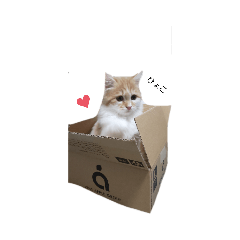 cha000