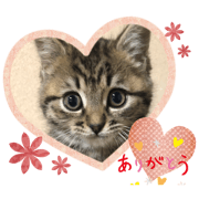 neko-mozu