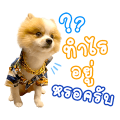 AungAung THe Dog