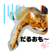 chocolla_20200424133944