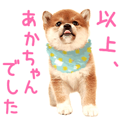 だって赤ちゃんだもん 子猫と子犬編 Line スタンプ Line Store だって赤ちゃんだもん 子猫と子犬編 Line スタンプ Line Store