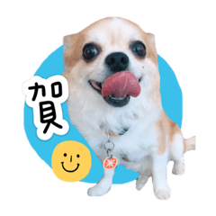 弟弟愛聊天