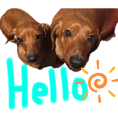 BEST Dogs!!! – LINE 스티커 | LINE STORE