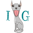 Italian greyhound fawn&blue 2