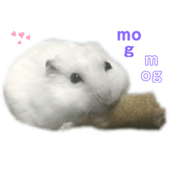mogmog stamp