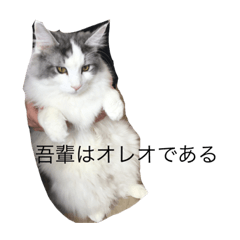 Cocoa_20200425001485