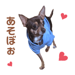 LOVELY DOG (TRUMP)