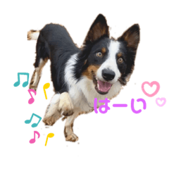 Bordercolliefully