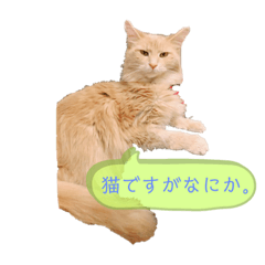 Cat stamps (ringo)
