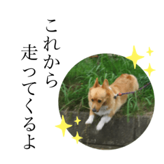 sugTOMOMI_20200425125207