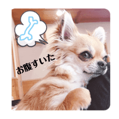 我が家のプリンさん Lineクリエイターズスタンプ Stamplist