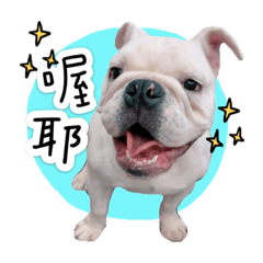 英鬥妹妹可愛日常