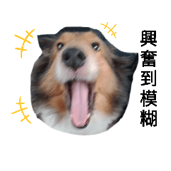 認真的牧羊犬2