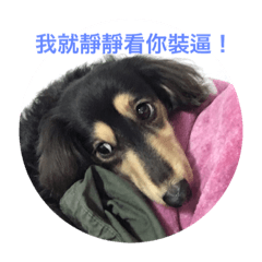 妹妹與雪碧的日常