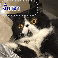 JunJao cat says