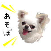 3 dogs stickers