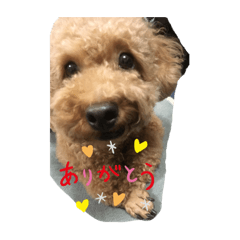 toy poodle R
