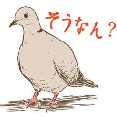 Collared dove from Saitama