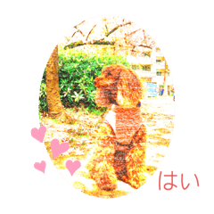 トイプードルファニー　2020.04