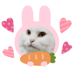 Mimipersianoldcatversion2.0-2020