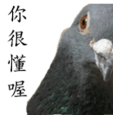 Dry Talk Pigeon