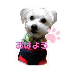 Achi_20200426123830