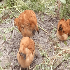 Three medium chickens foraging