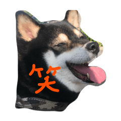 Saya Rin Satoko Tara