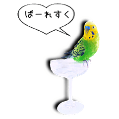 Happy parakeet 1