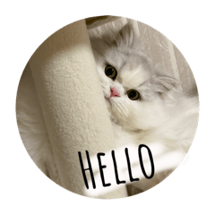 ragamuffin_ameri