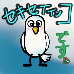 White budgerigar Ryu-chan