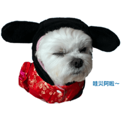 兩隻小白熊