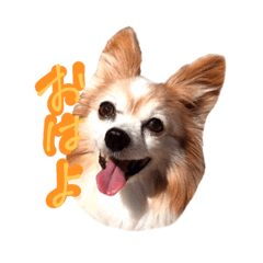 talkative Papillon dog