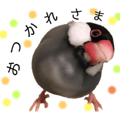 literaturebird ume