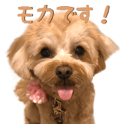 moka very cute Sticker
