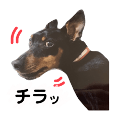 Minipin Lucky
