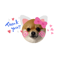 pomeranian-3