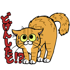 Hakata dialect cats