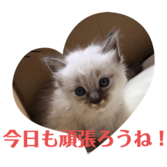 OMOCHI_20200427180636