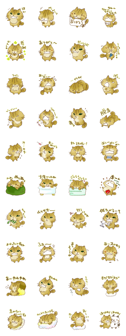 Kenta of chinchillacat!