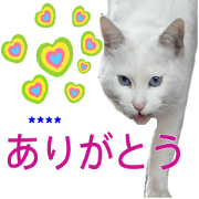 White cat family's custom message