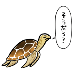 talking sea turtle