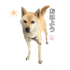 おはよう　ぽん太くん ２